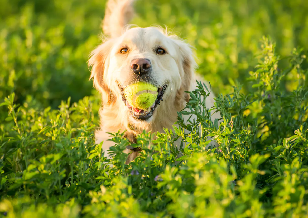 Golden Retriever avec une balle dans la gueule au milieu d'un champs