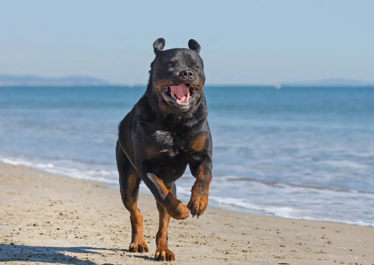 Rottweiler qui coure sur le bord de mer 