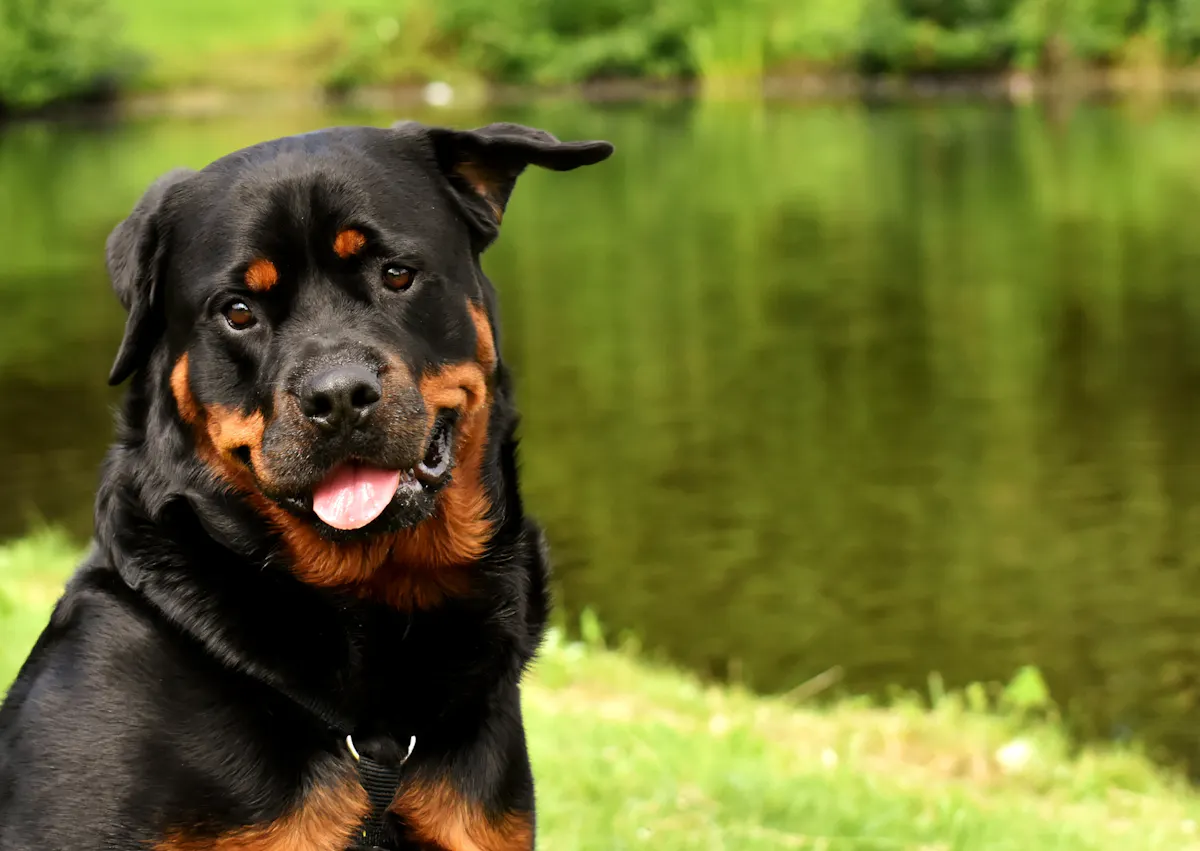 Rottweiler assis sur le bord de rive, il regarde au loin