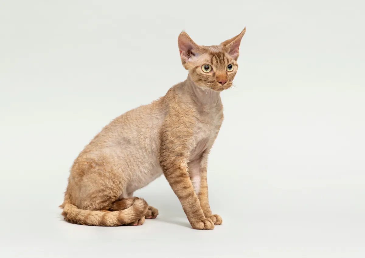 Devon Rex assis sur un fond blanc, il regarde au loin