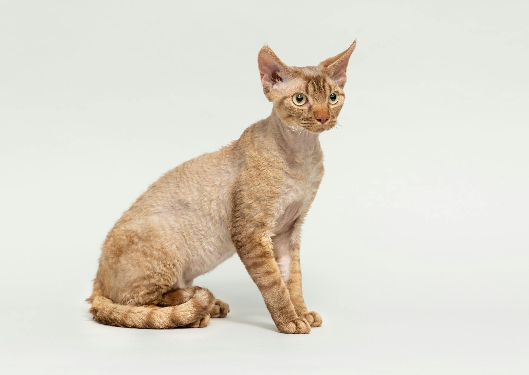 Devon Rex assis sur un fond blanc, il regarde au loin