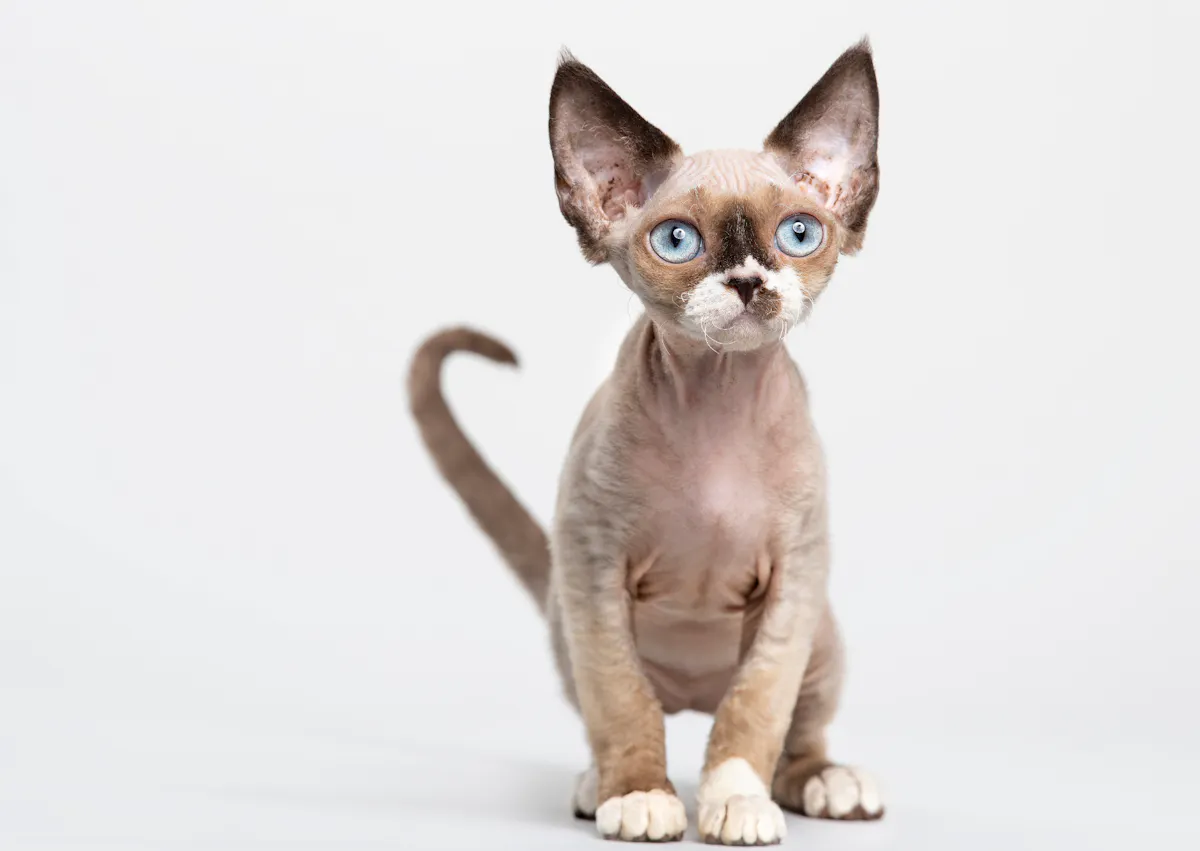 Devon Rex assis sur un fond blanc il regarde droit devant lui