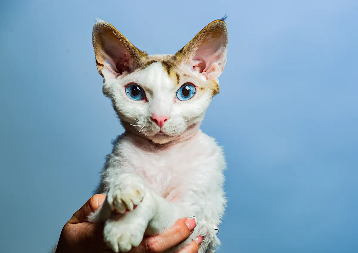 Devon Rex dans les mains d'un humain sur fond bleu