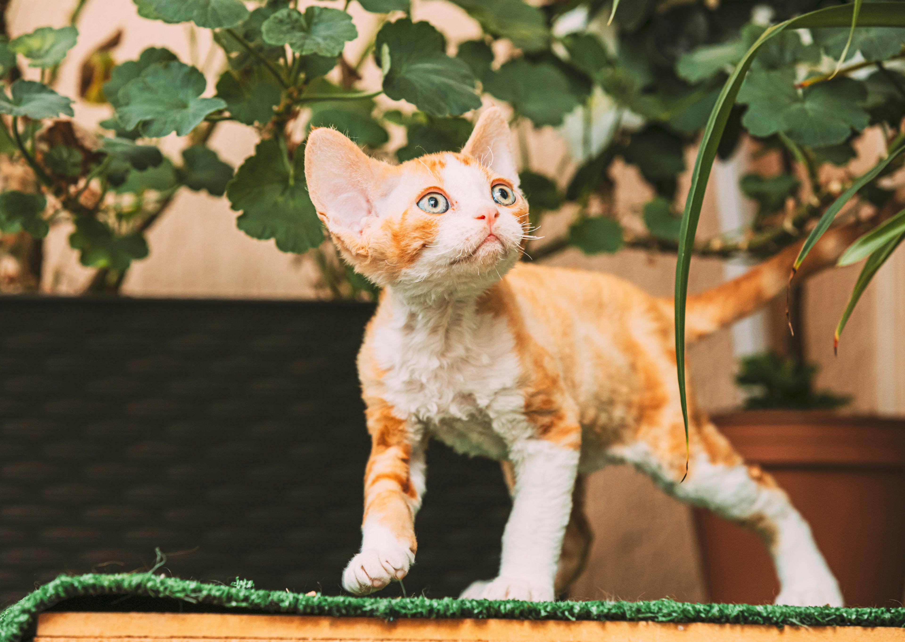 Devon Rex qui marche sur une table, il regarde les plantes au dessus de lui 