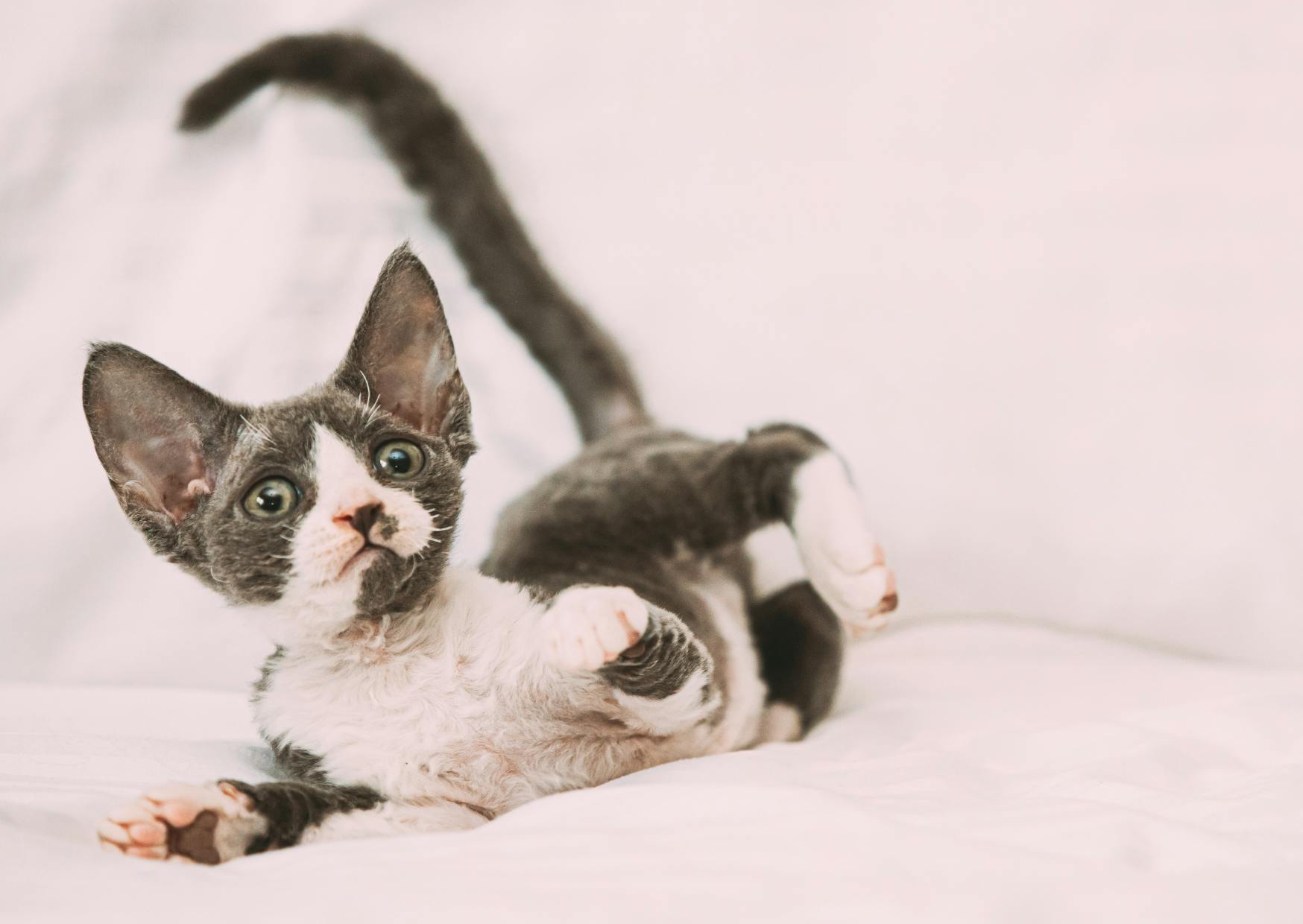 Devon Rex chaton qui roule sur des draps blancs