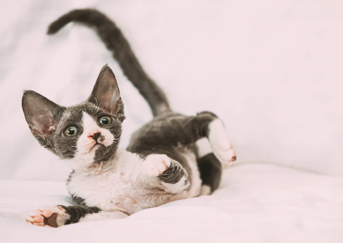 Devon Rex chaton qui roule sur des draps blancs