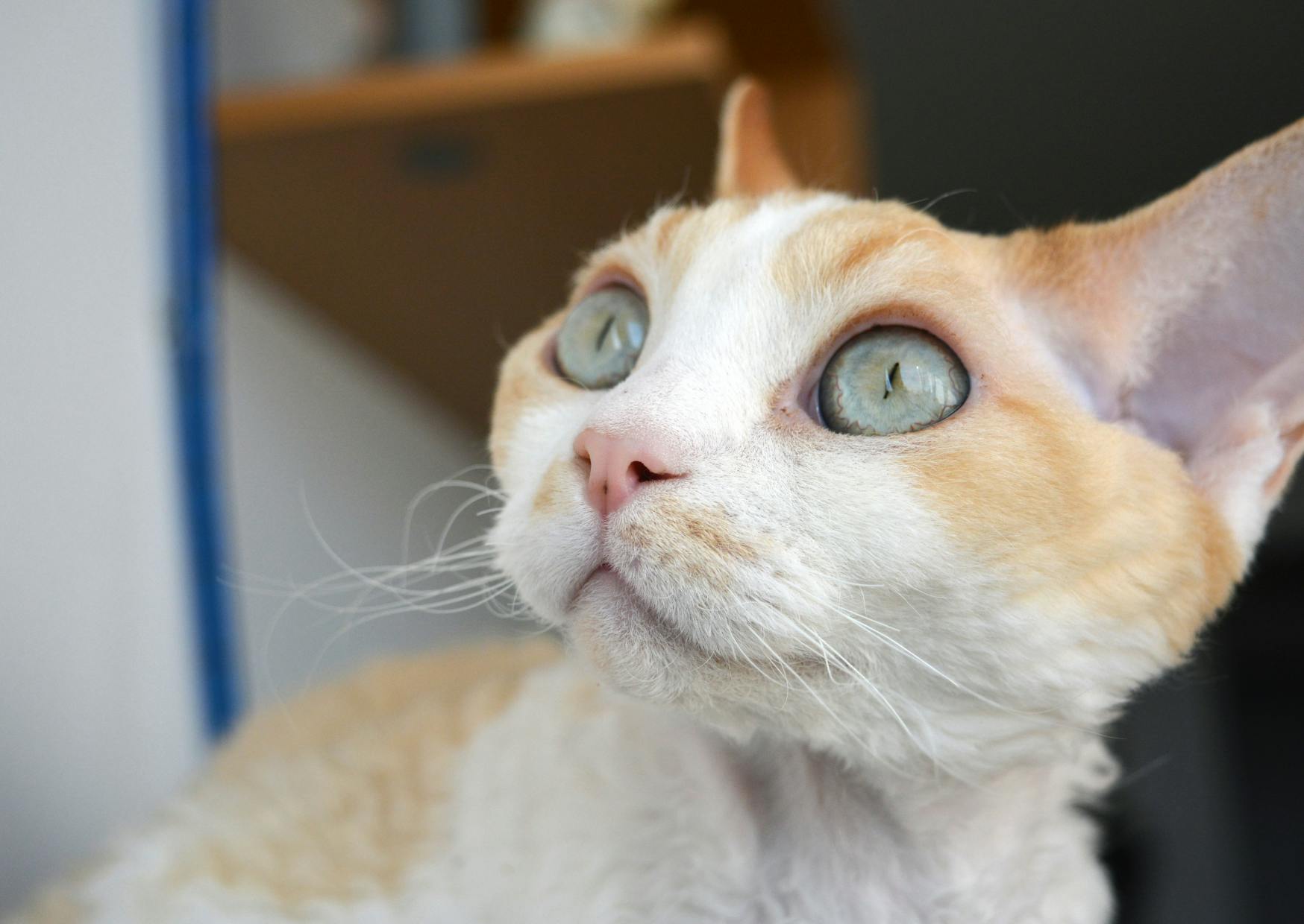 Devon Rex qui regarde sur le côté, il a un pelage beige et blanc avec des yeux verres