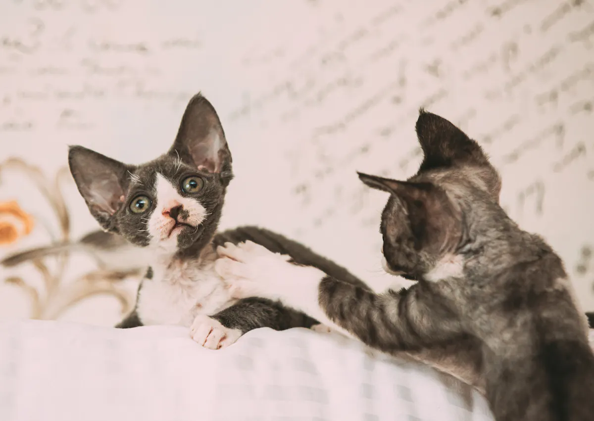 2 Devon Rex qui jouent l'un avec l'autre