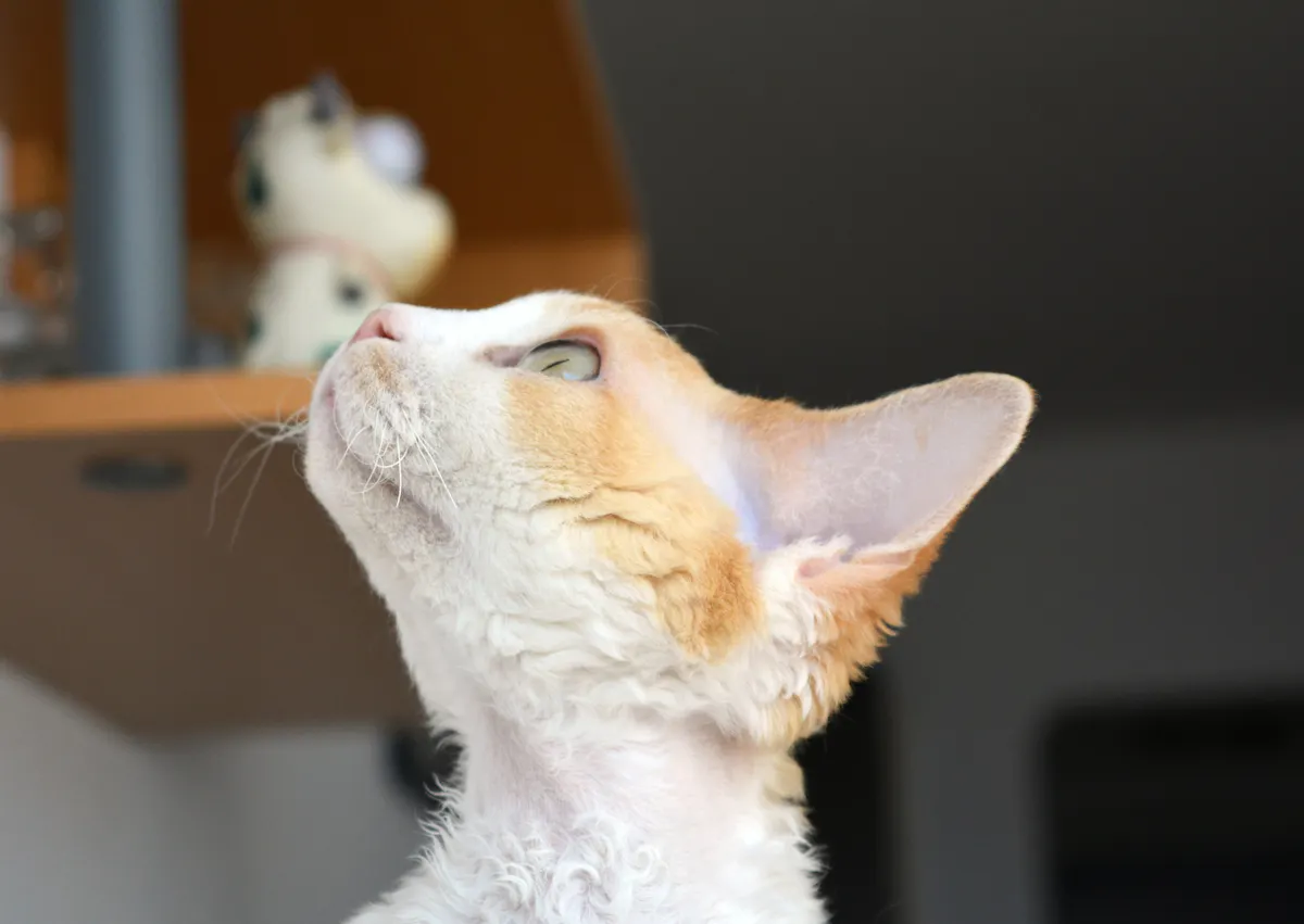 Devon Rex qui regarde vers le haut dans un interieur