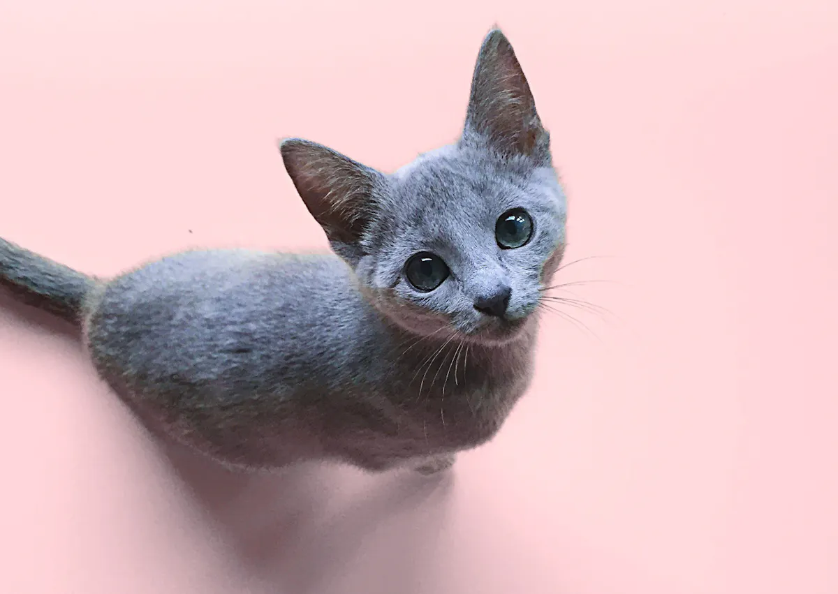 Bleu Russe assis sur un sol rose, il regarde vers le haut