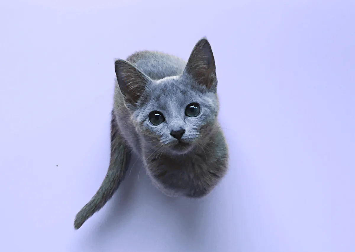 Bleu Russe assis sur un sol violet 