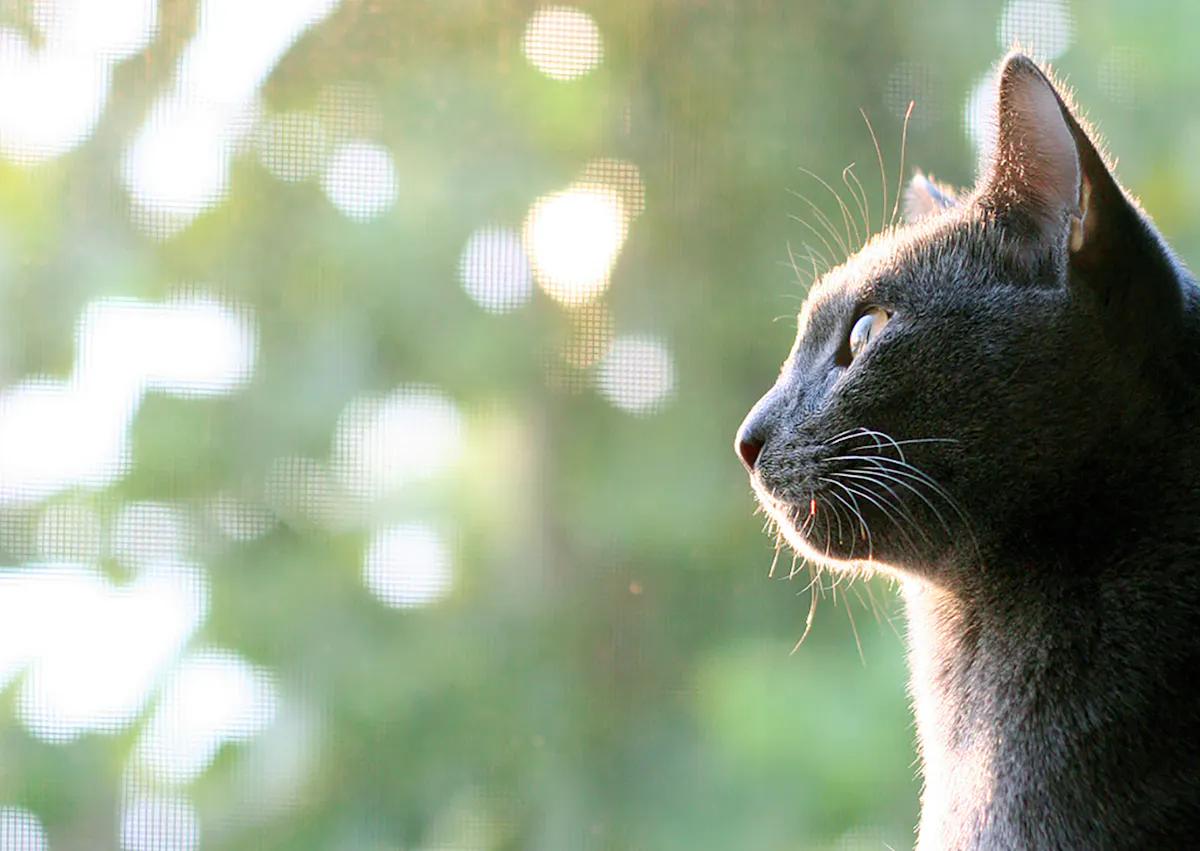Bleu Russe qui regarde au loin, on voit derrière lui des arbres