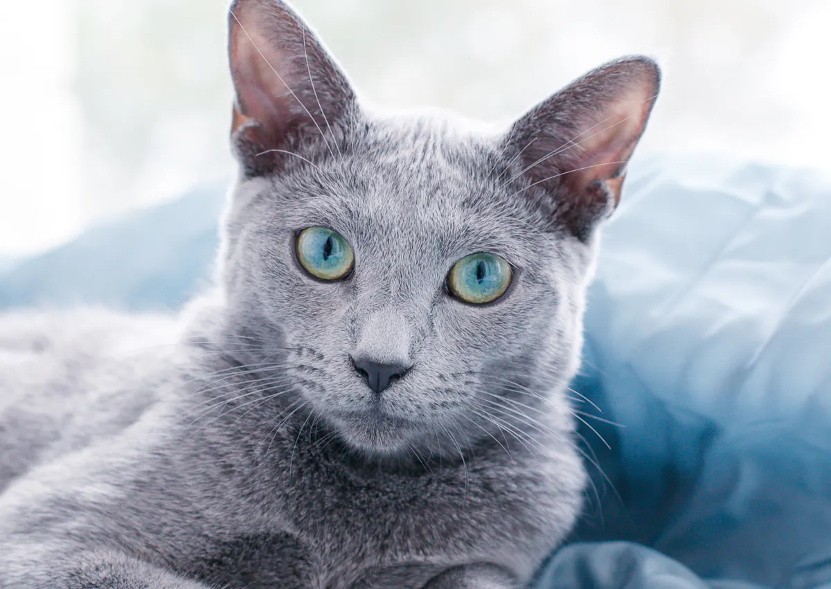Bleu russe couché sur un canapé, il regarde au loin 