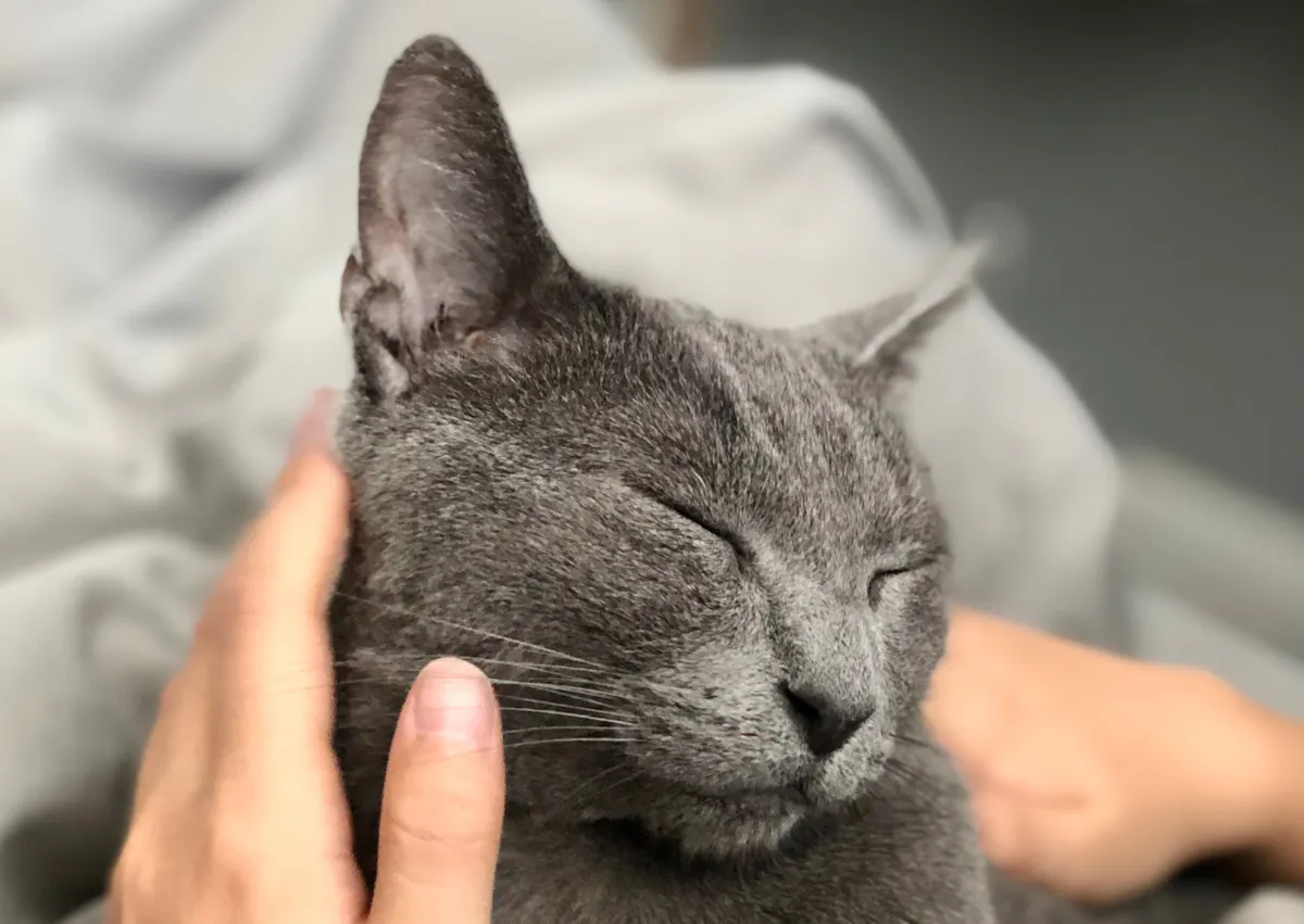 Bleu russe qui se fait caresser par son maître