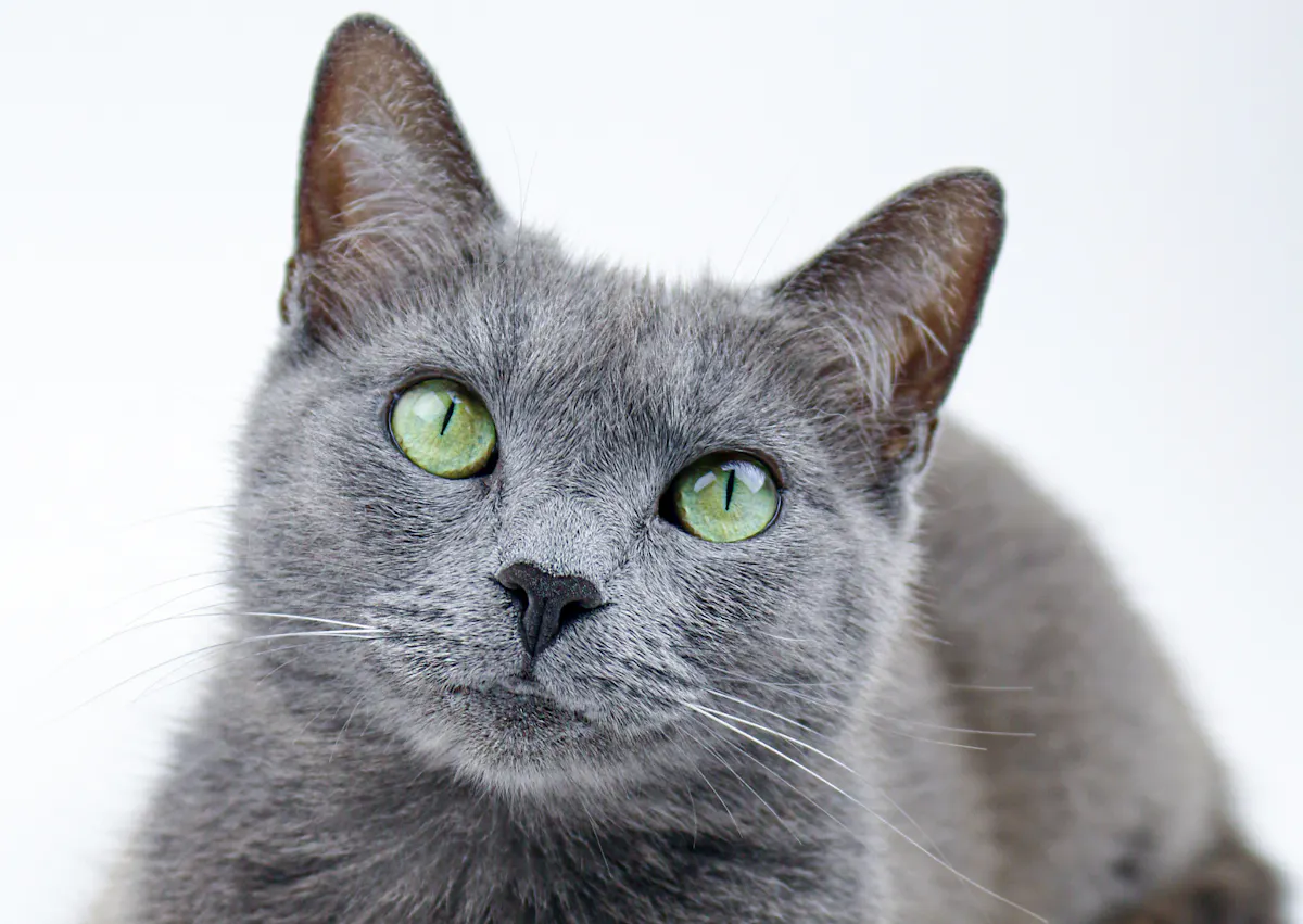 Bleu russe qui regarde vers le haut avec ses yeux verts