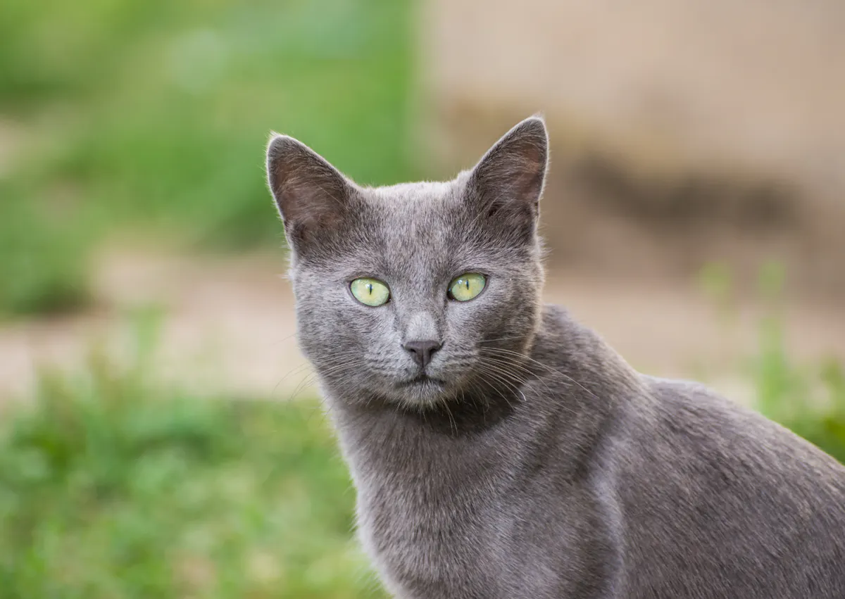 Bleu russe quir egarde au loin dehors