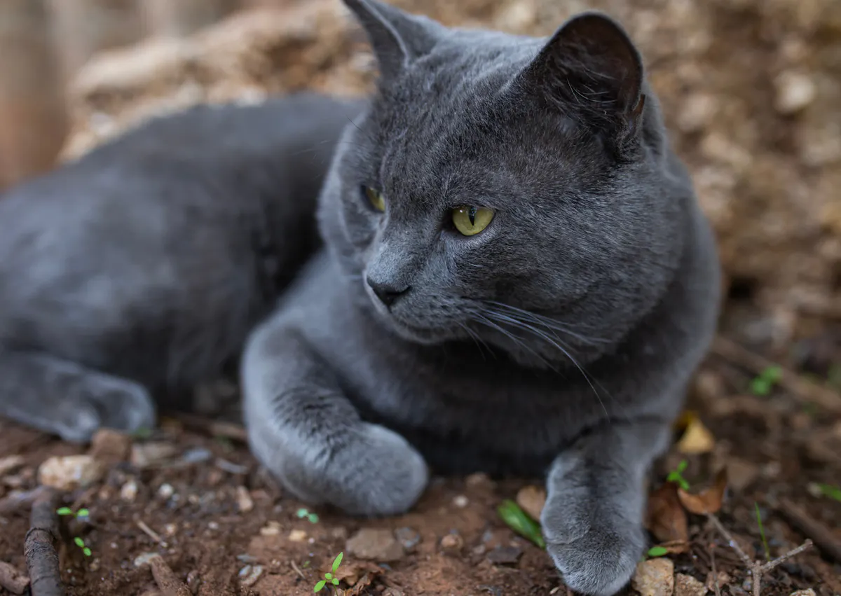 Bleu russe couché sur le sol dehors dans une forêt 