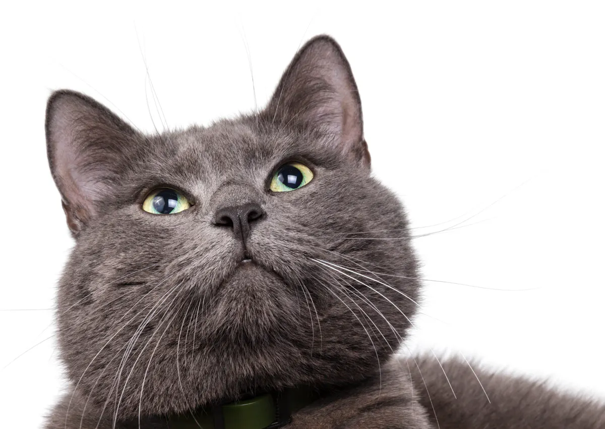 Bleu russe sur fond blanc qui regarde vers le haut