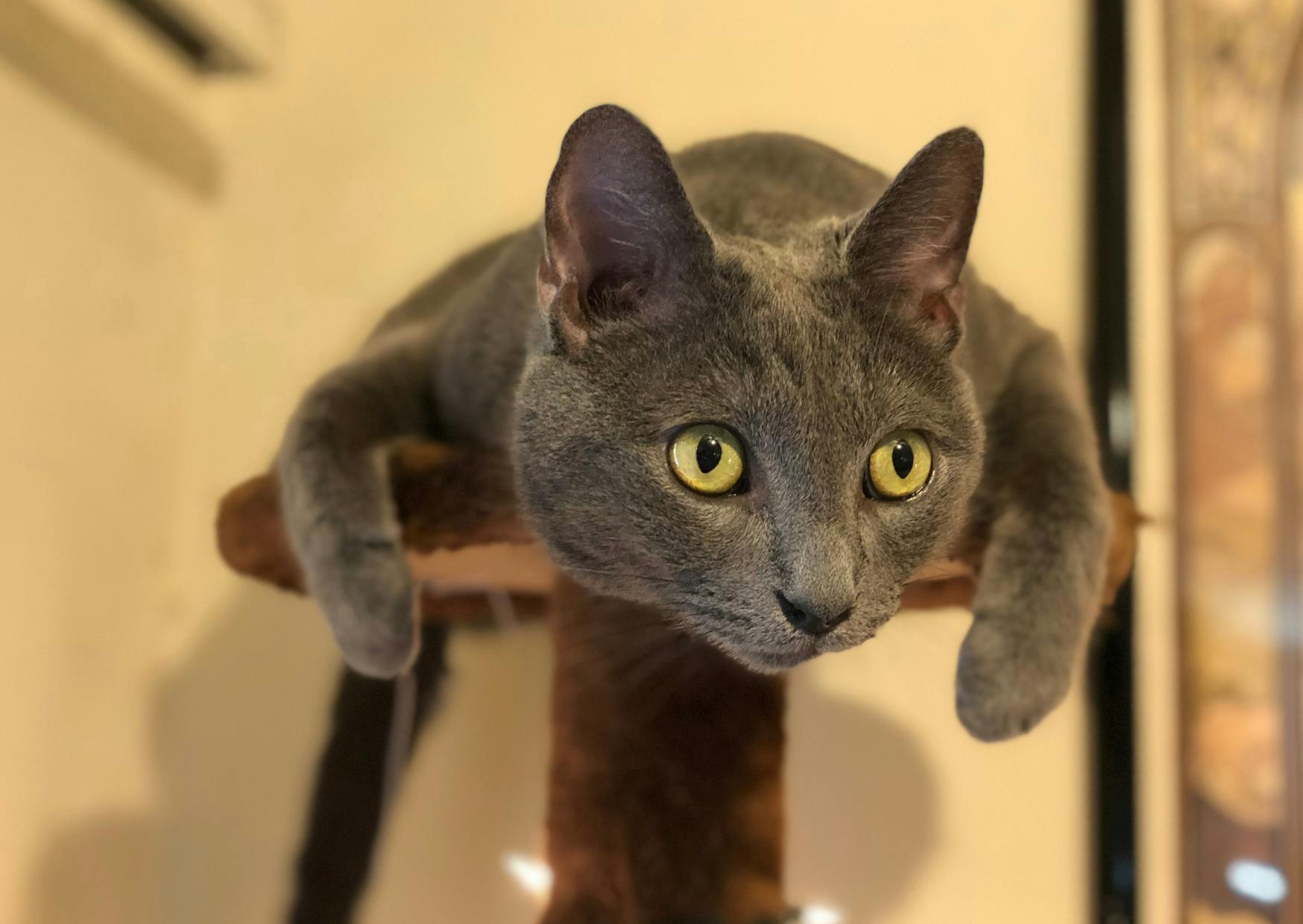 Bleu russe sur un arbre à chat