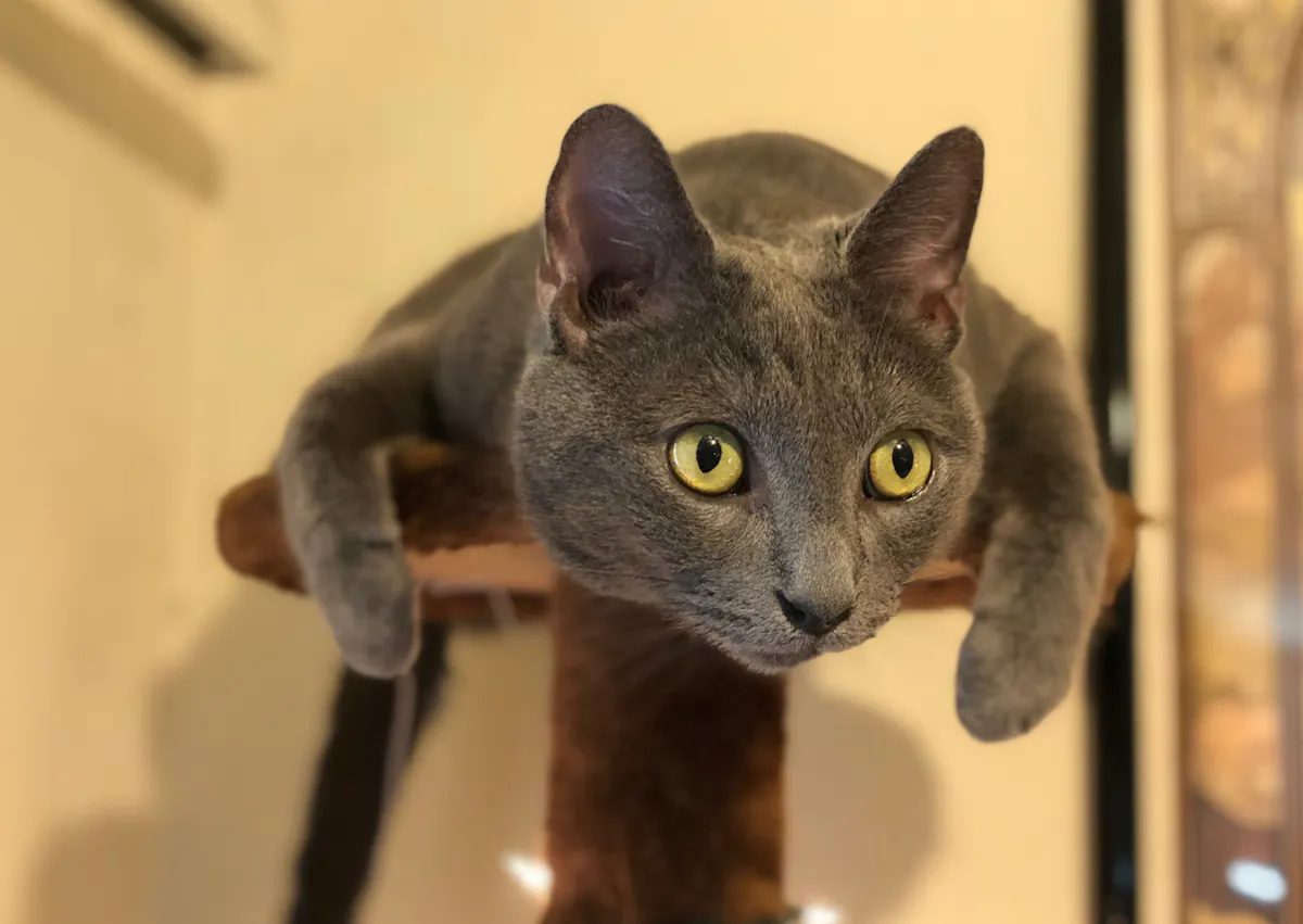 Bleu russe sur un arbre à chat 