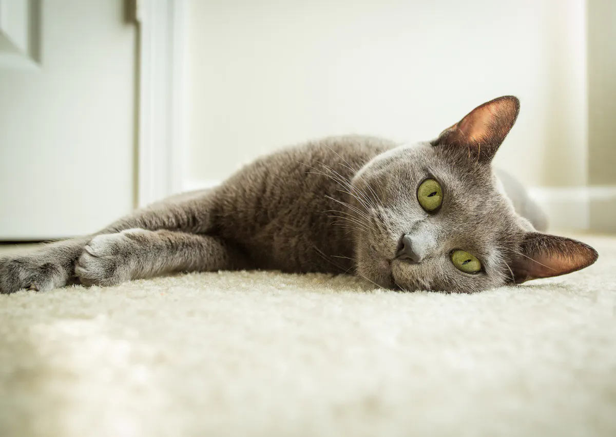 Bleu russe couché sur le flanc, il regarde devant lui 