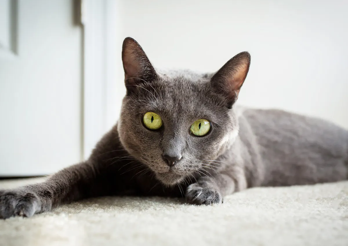 Bleu russe qui est couché sur le sol, il regarde l'objectif