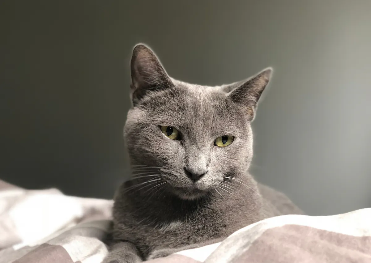 Bleu russe qui regarde ses draps