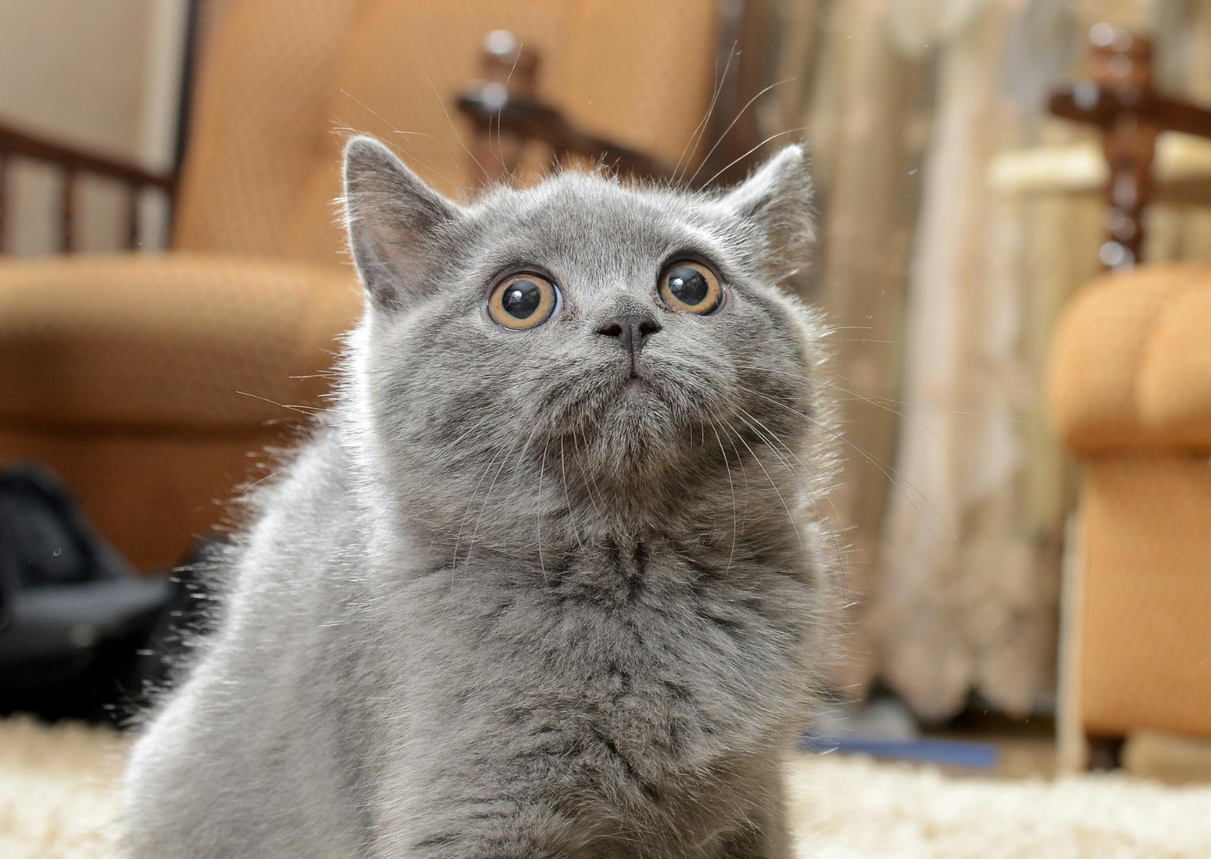 Bleu russe qui regarde vers le haut