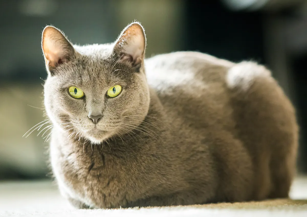 Bleu Russe couché sur le sol qui regarde l'objectif