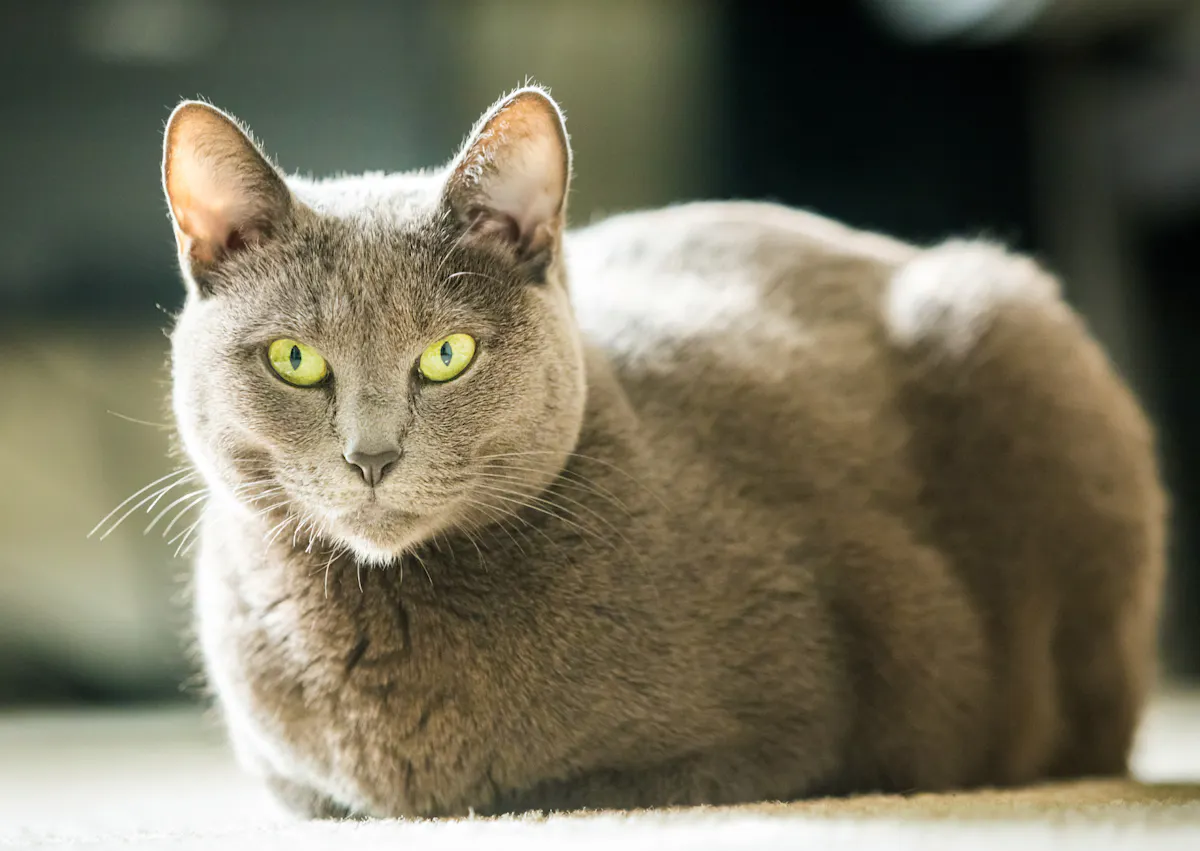Bleu Russe couché sur le sol qui regarde l'objectif