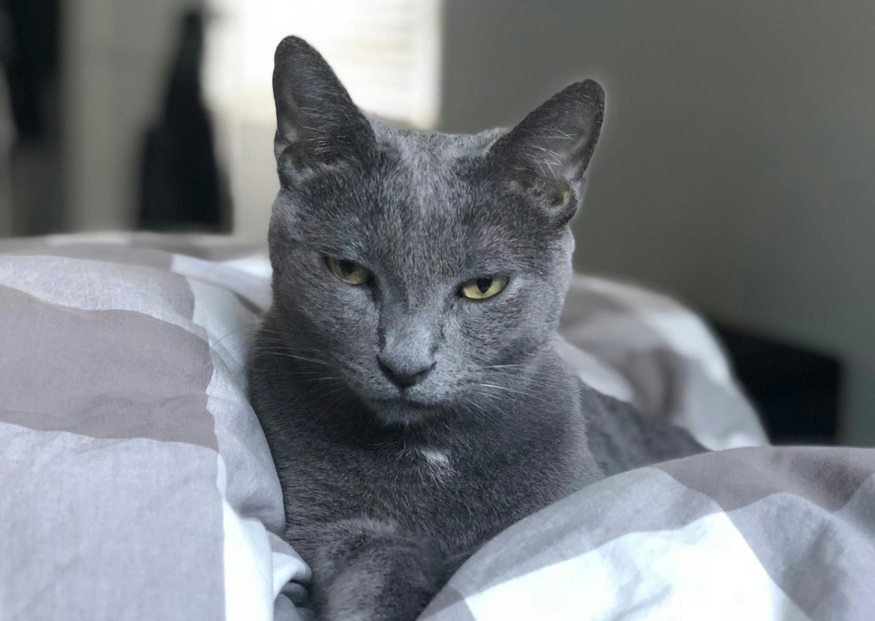Bleu Russe couché dans des draps