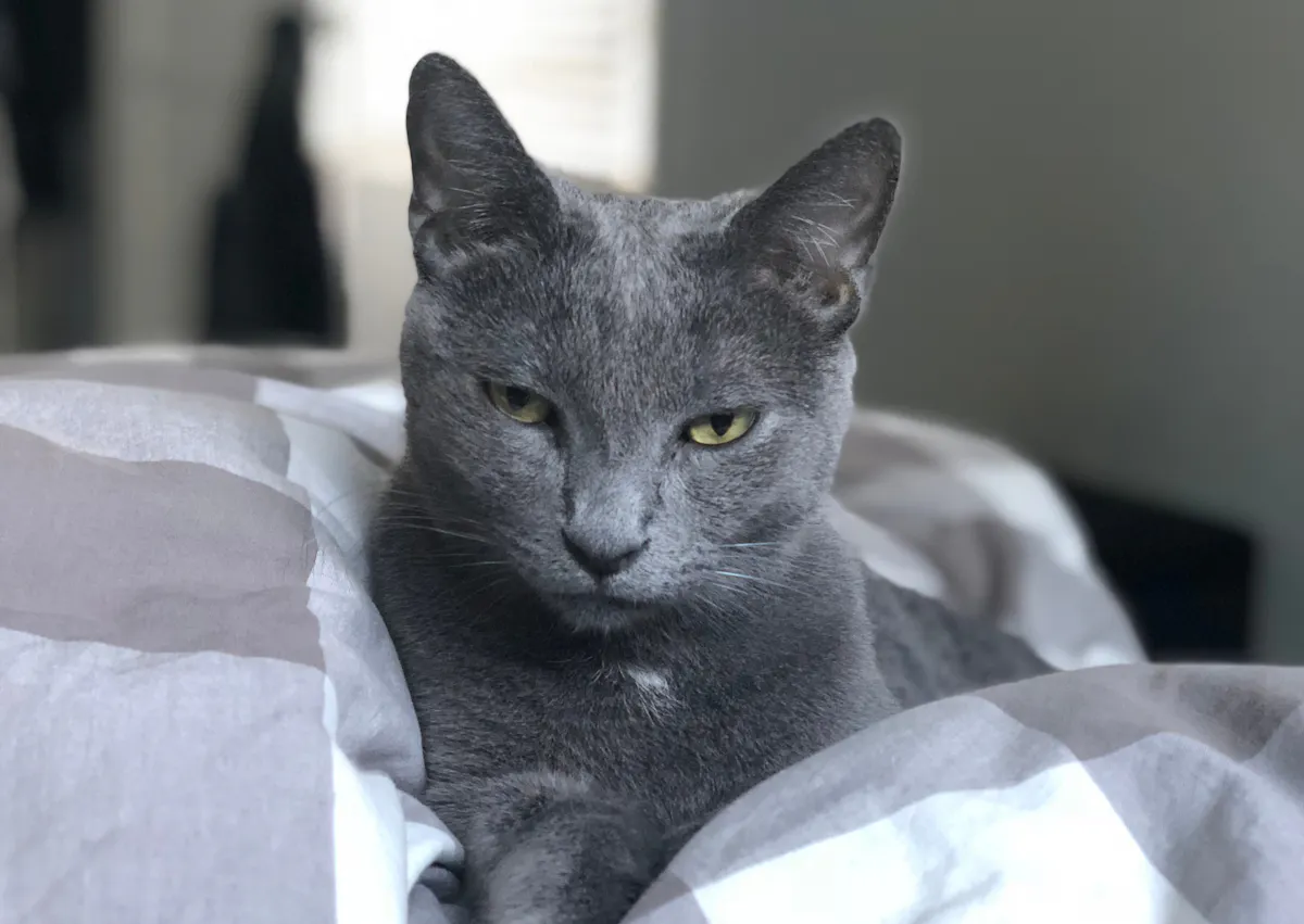 Bleu Russe couché dans des draps 