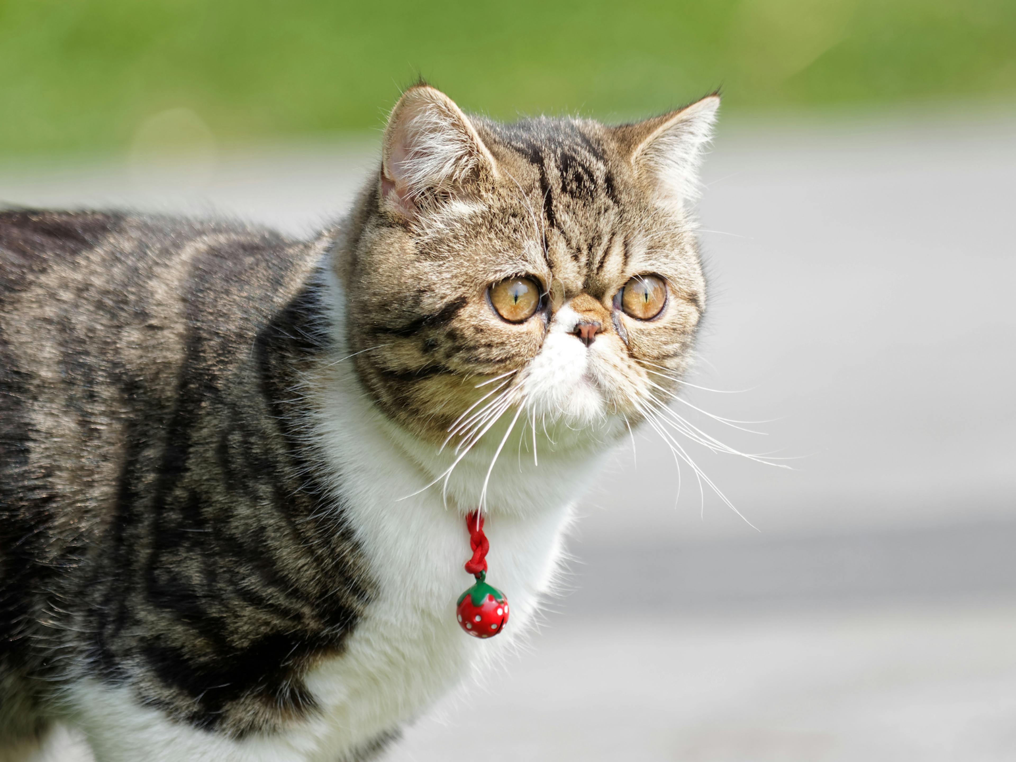 Exotic Shorthair qui regarde au loin avec une clochette autours du cou