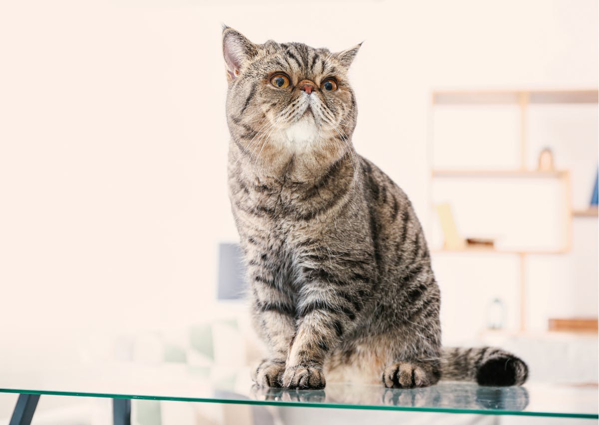 Exotic Shorthair assis sur une table en verre, il regarde evrs le haut