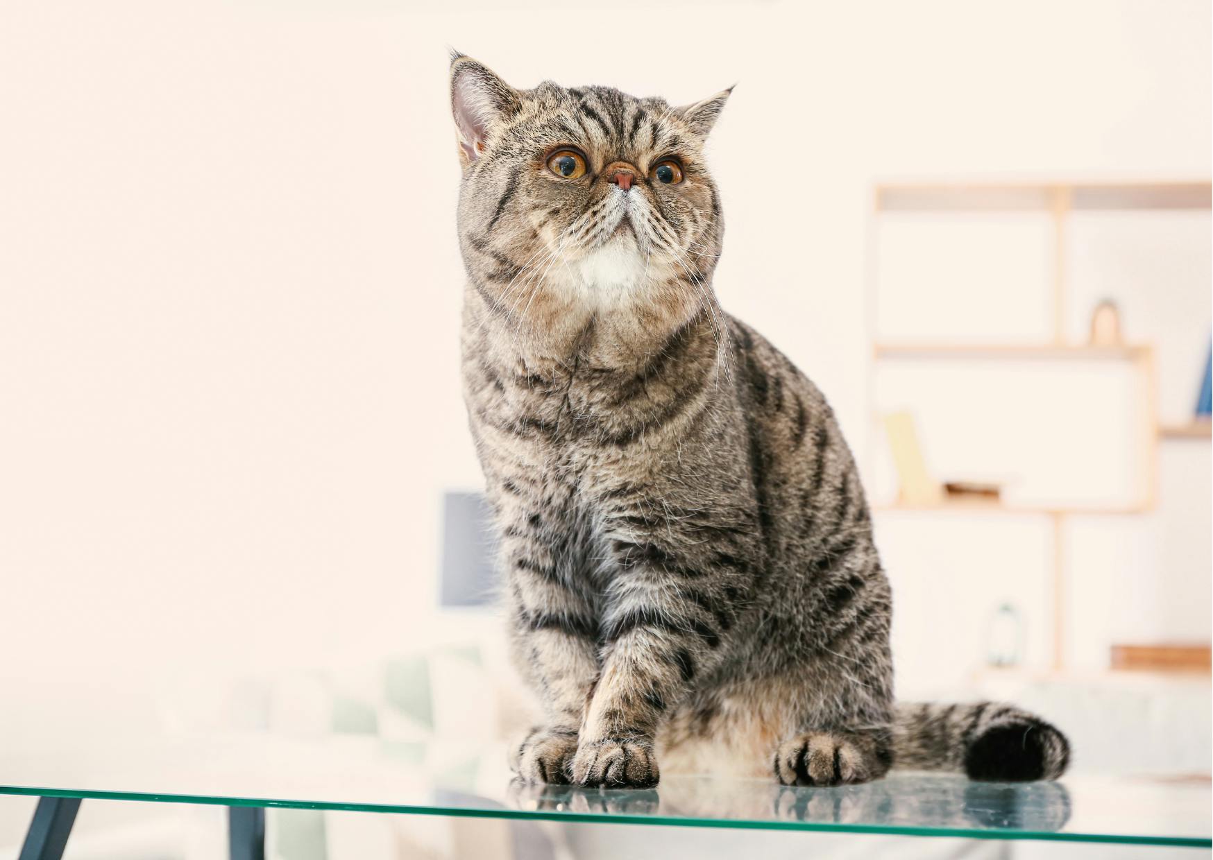 Exotic Shorthair assis sur une table en verre, il regarde evrs le haut