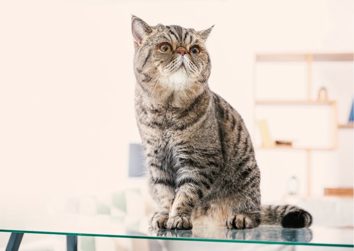 Exotic Shorthair assis sur une table en verre, il regarde evrs le haut 