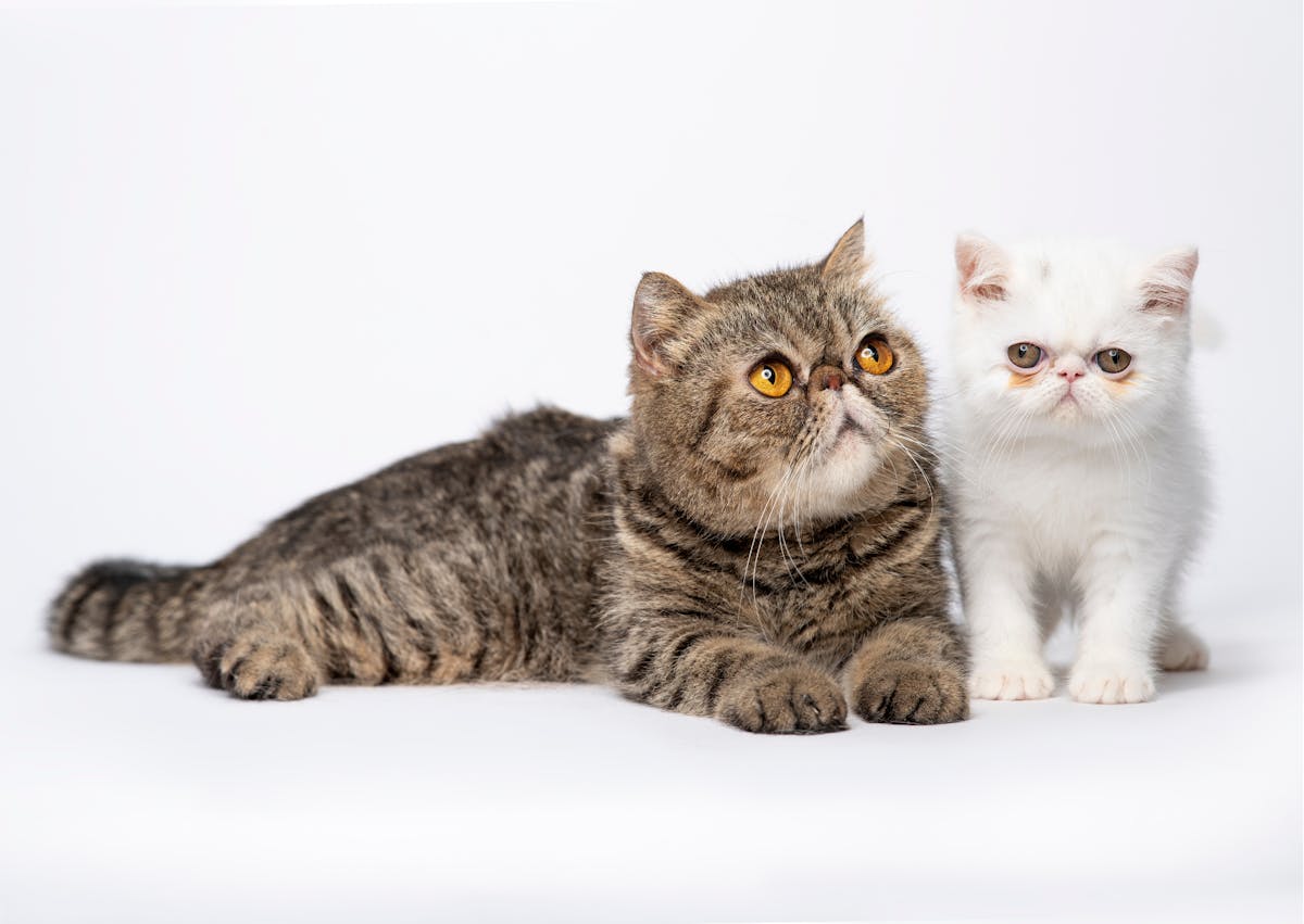 2 Exotic Shorthair, l'un adulte et l'autre châton, ils regardent tous deux vers le haut