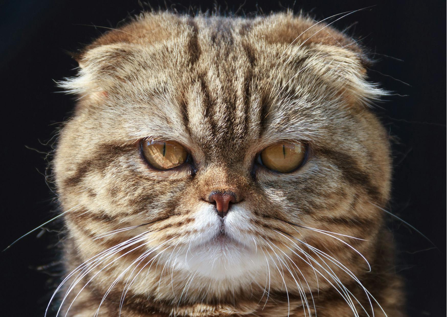 Exotic Shorthair qui regarde droit devant lui, il y a un fond noir derrière lui