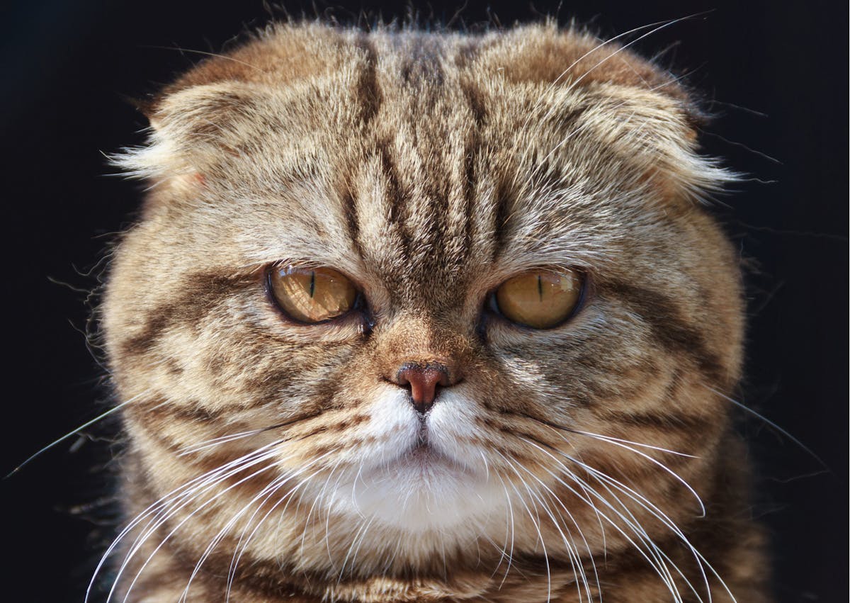 Exotic Shorthair qui regarde droit devant lui, il y a un fond noir derrière lui 