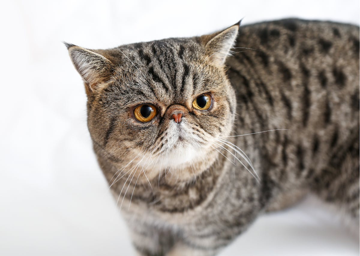 Exotic Shorthair debout sur des draps blancs, il regarde droit devant lui avec un air curieux