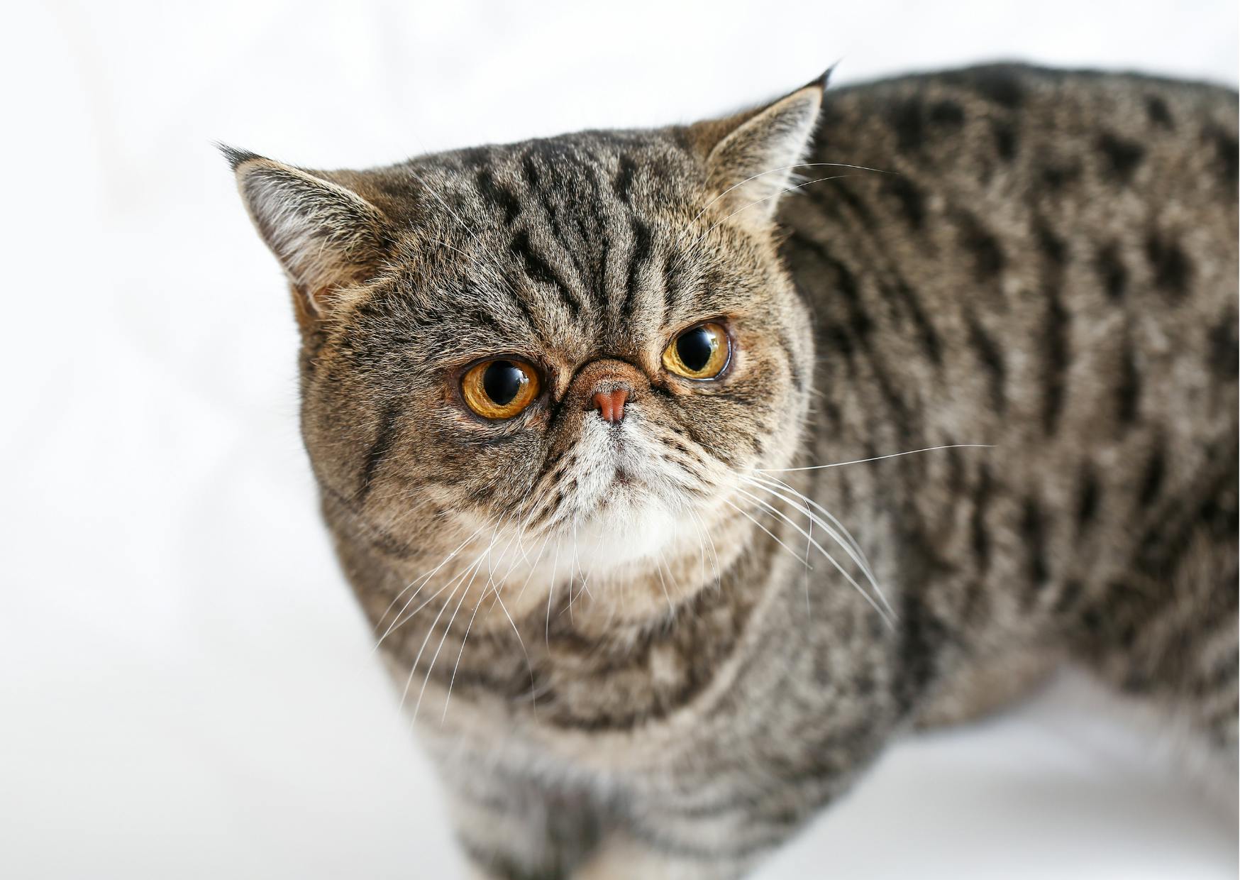 Exotic Shorthair debout sur des draps blancs, il regarde droit devant lui avec un air curieux