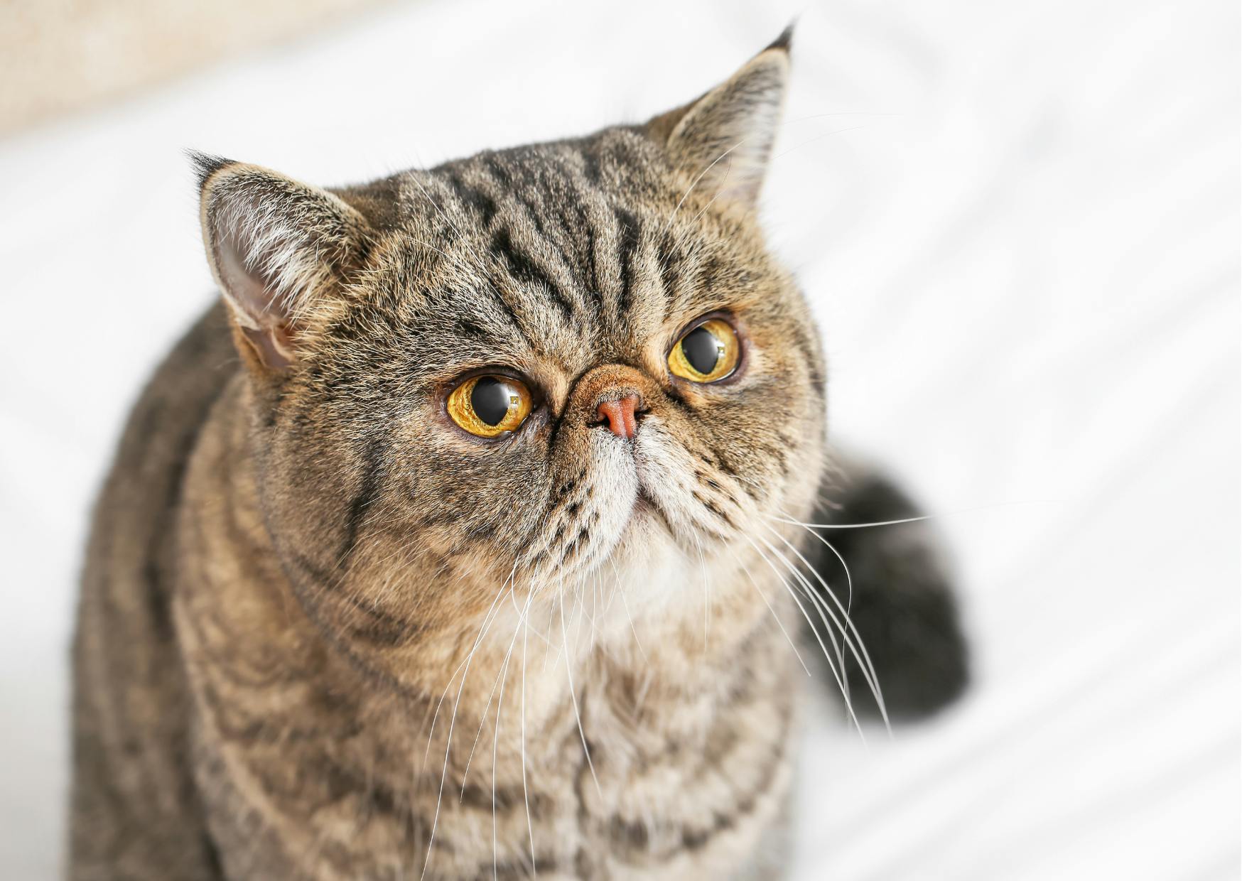Exotic Shorthair assis sur un draps, il regarde vers le haut