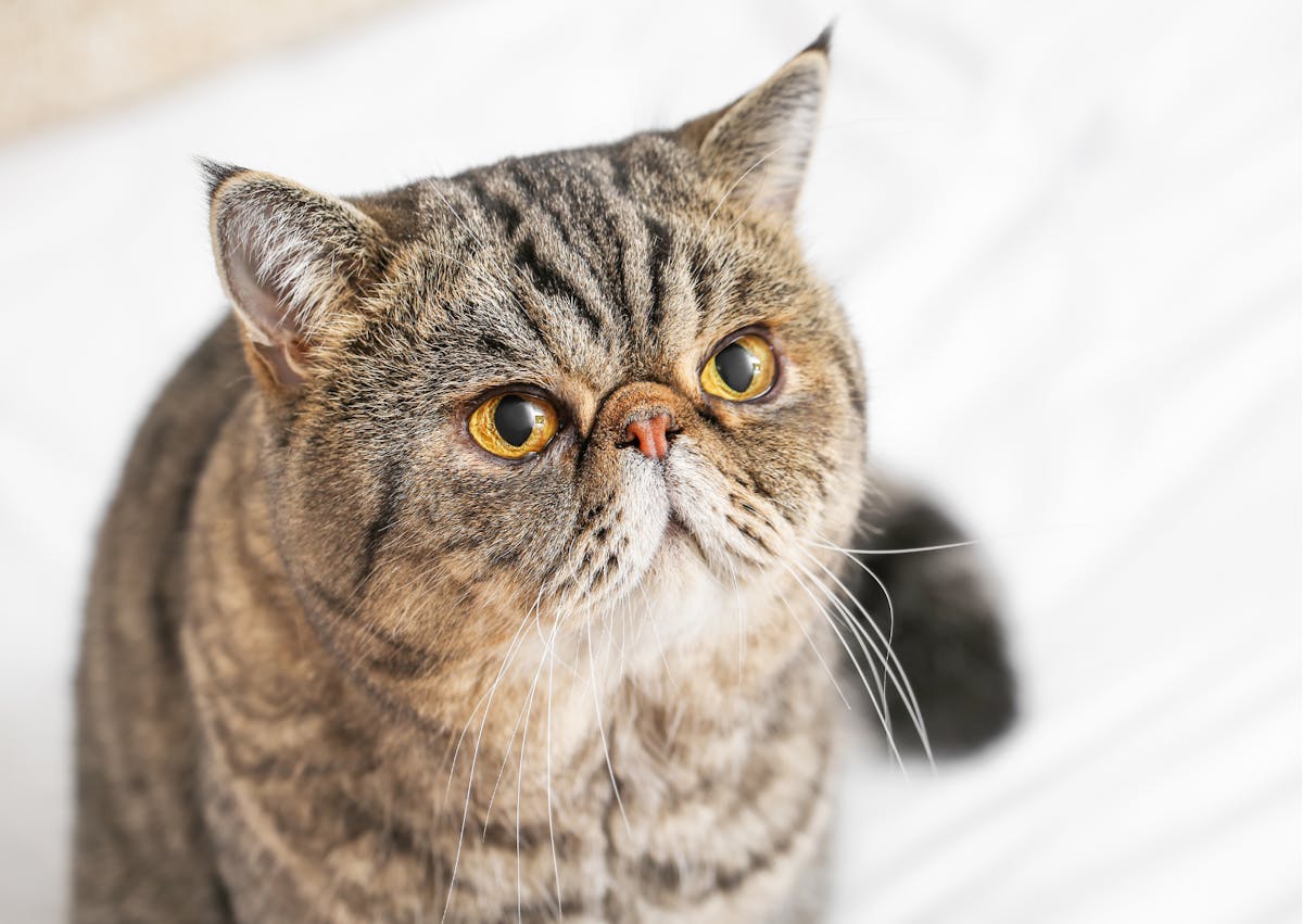 Exotic Shorthair assis sur un draps, il regarde vers le haut 