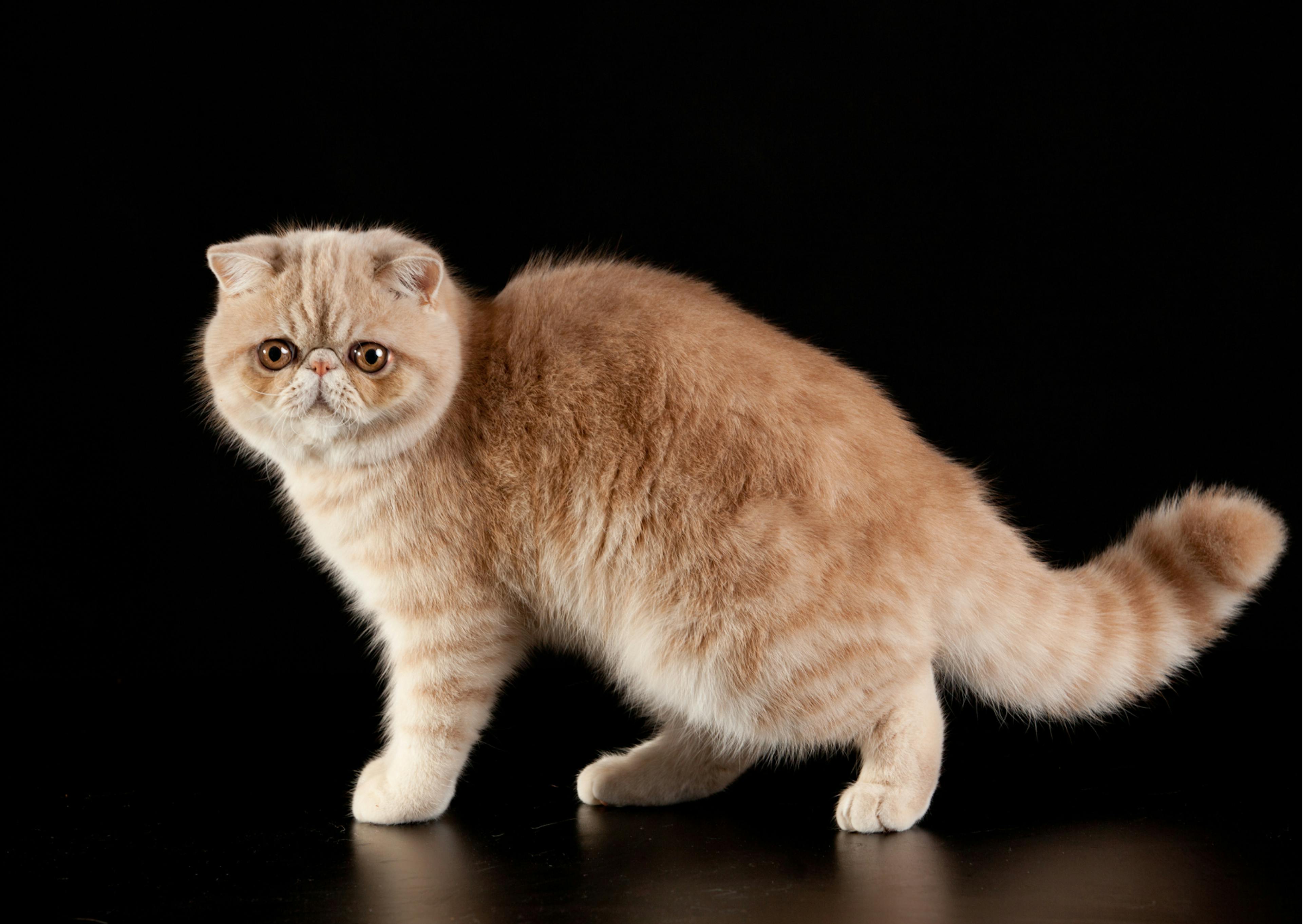Exotic Shorthair sur un fond noir, on le voit en entier, il reagrde la caméra sur le côté 
