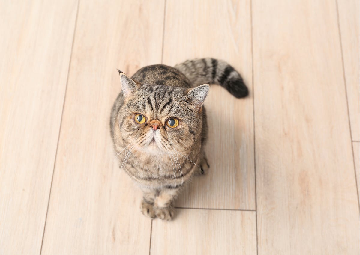 Exotic Shorthair assis sur un plancher, il regarde vers le haut