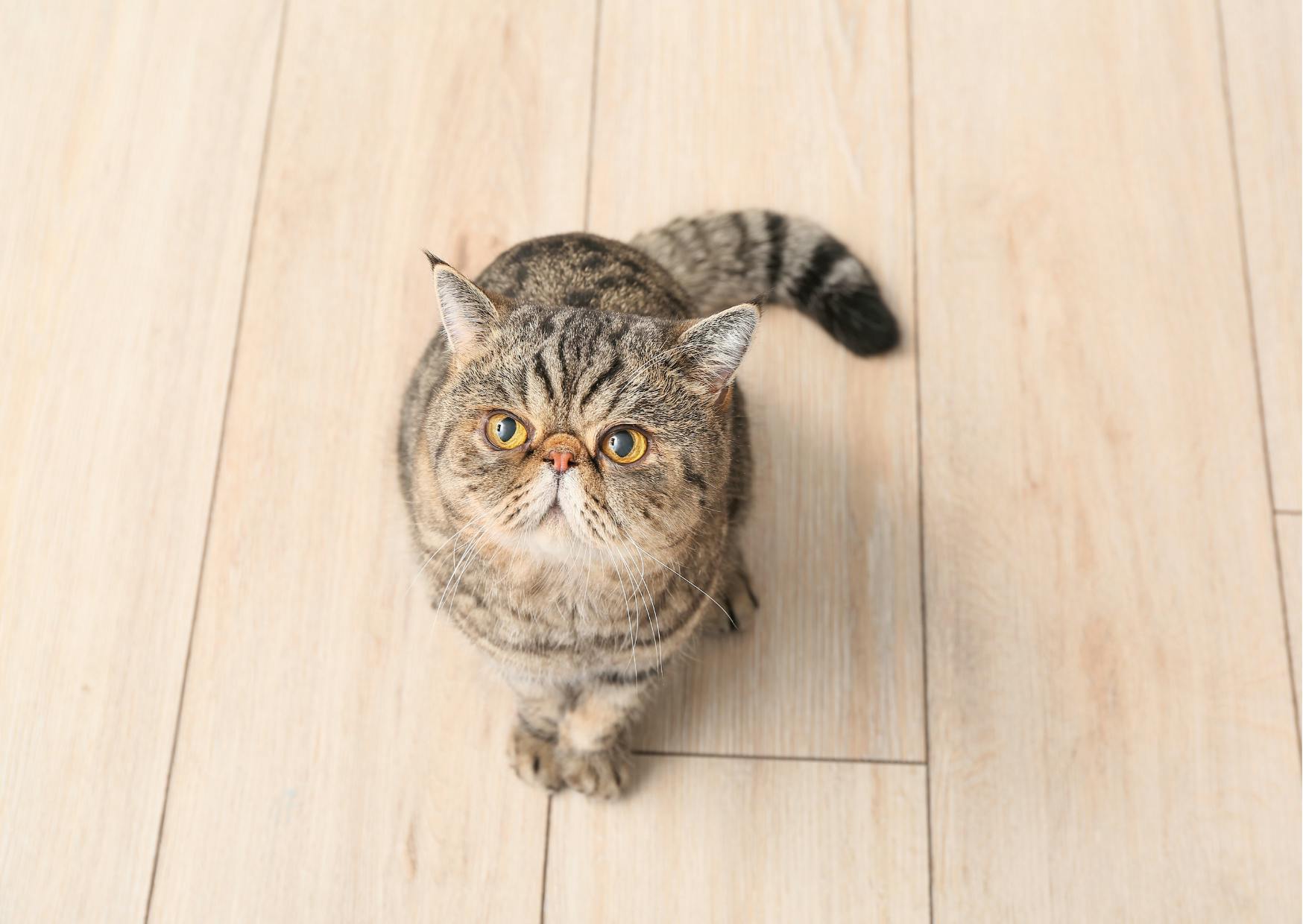 Exotic Shorthair assis sur un plancher, il regarde vers le haut