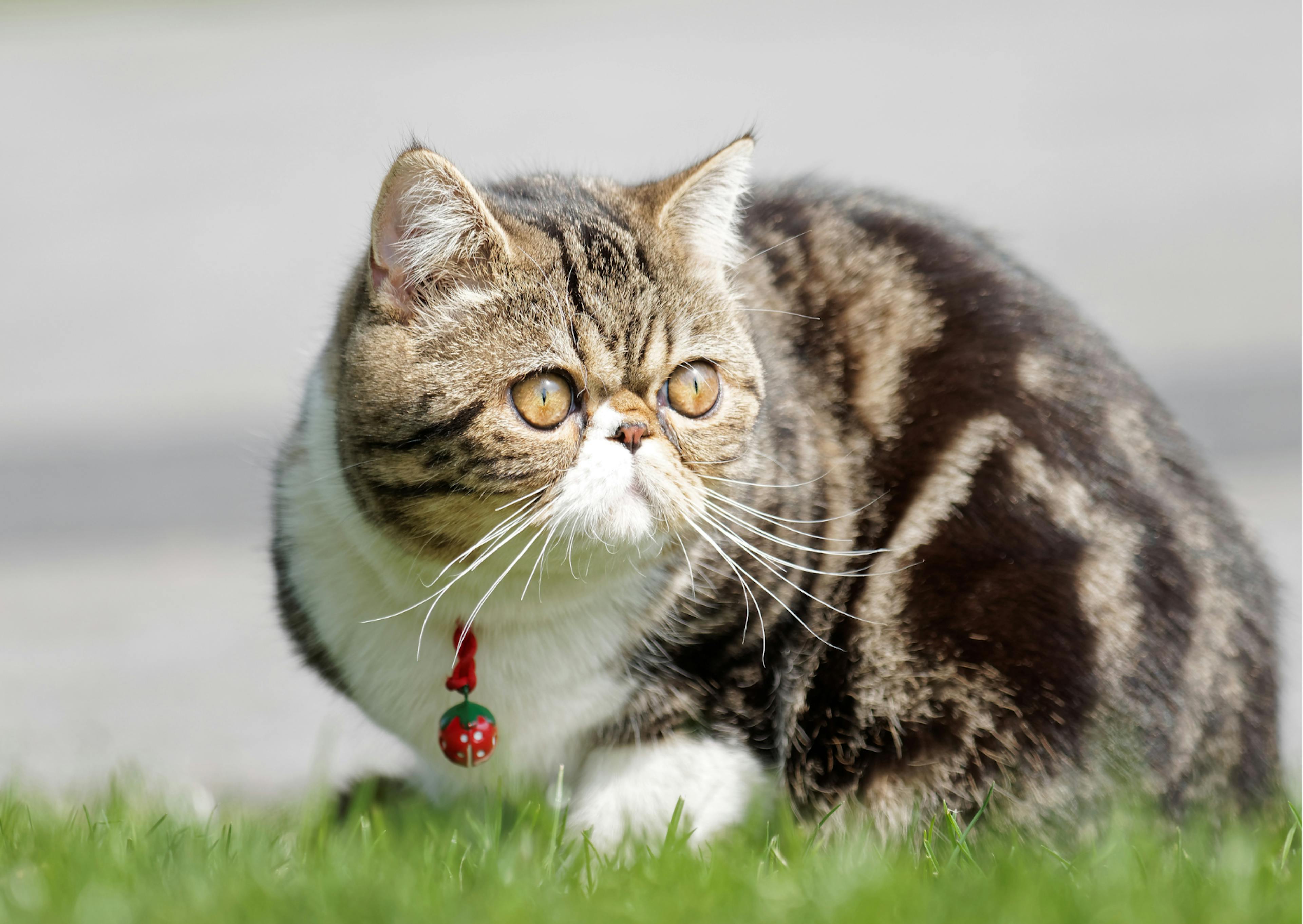 Exotic Shorthair dans l'herbe, il regarde sur le côté, il a une clochette autours du cou 
