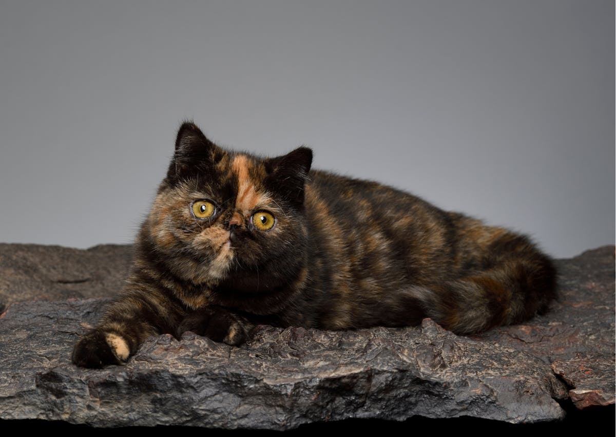 Exotic Shorthair couché sur une toile grise, il est fauve et noir