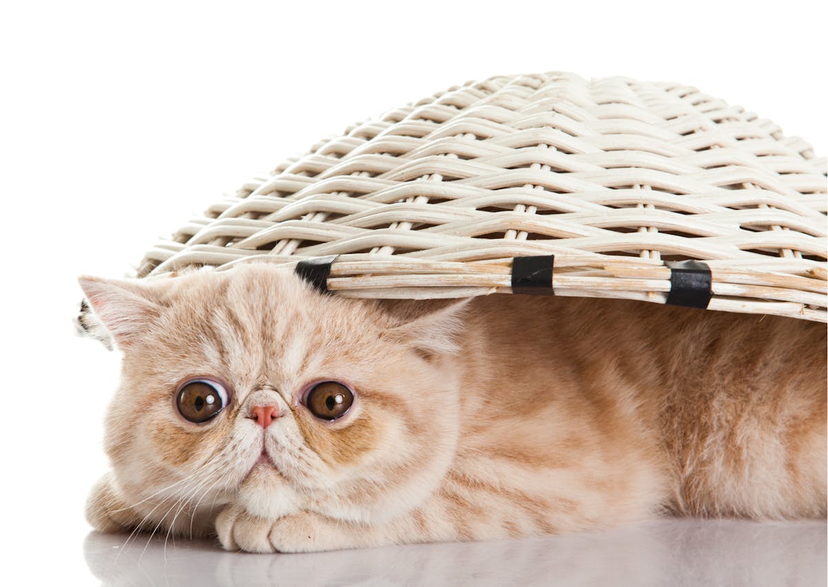 Exotic Shorthair couché, il y a un petit panier beige sur lui 
