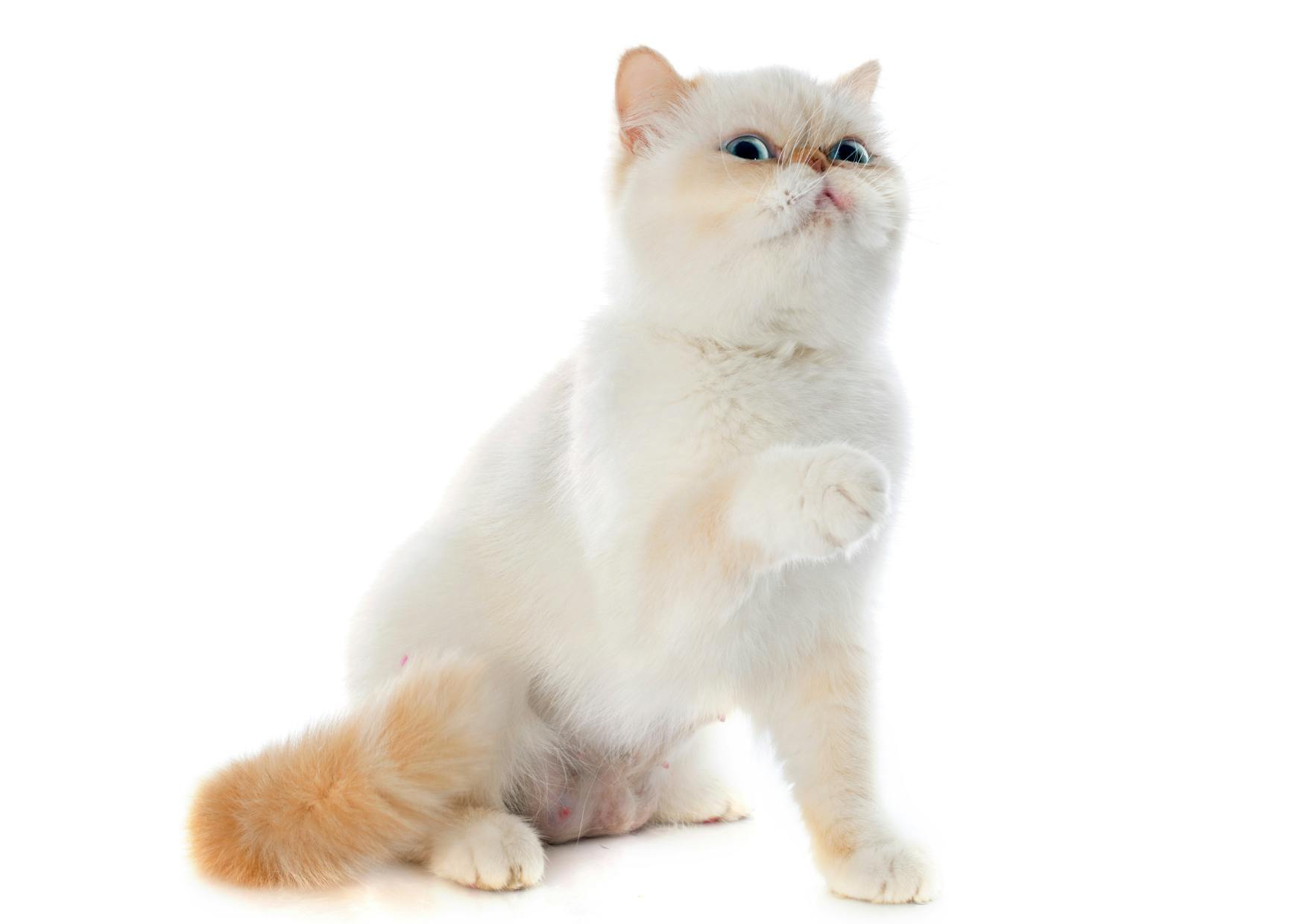 Exotic Shorthair sur un fond blanc, il est blanc et fauve sur le bout de la queue, il regarde vers le haut